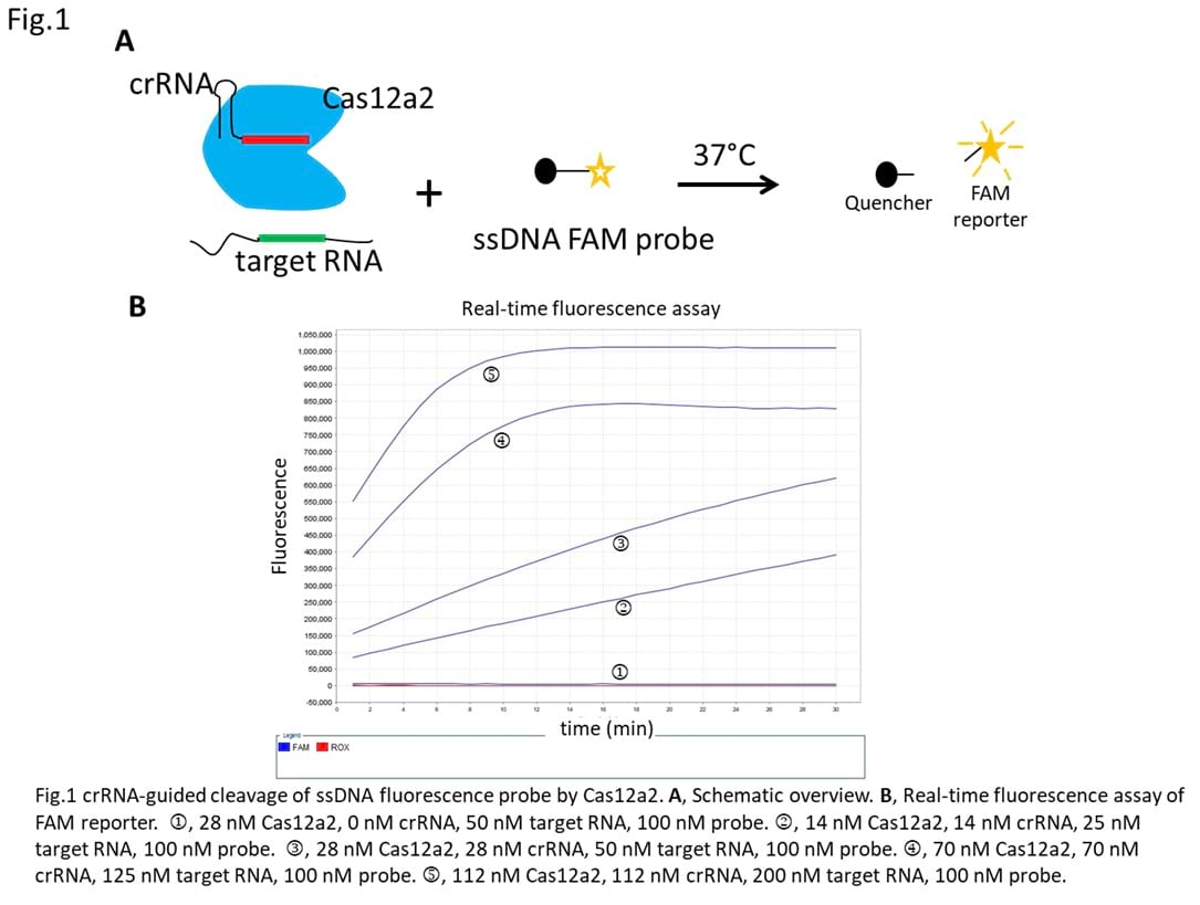 The cleavage assay