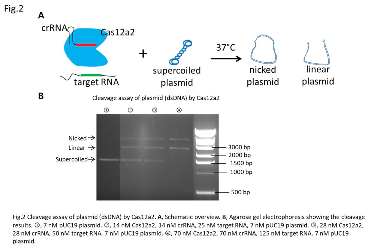 The plasmid cleavage assay