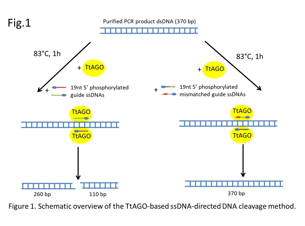 schematic representation of DNA cleavage directed by ssDNA using TtAGO