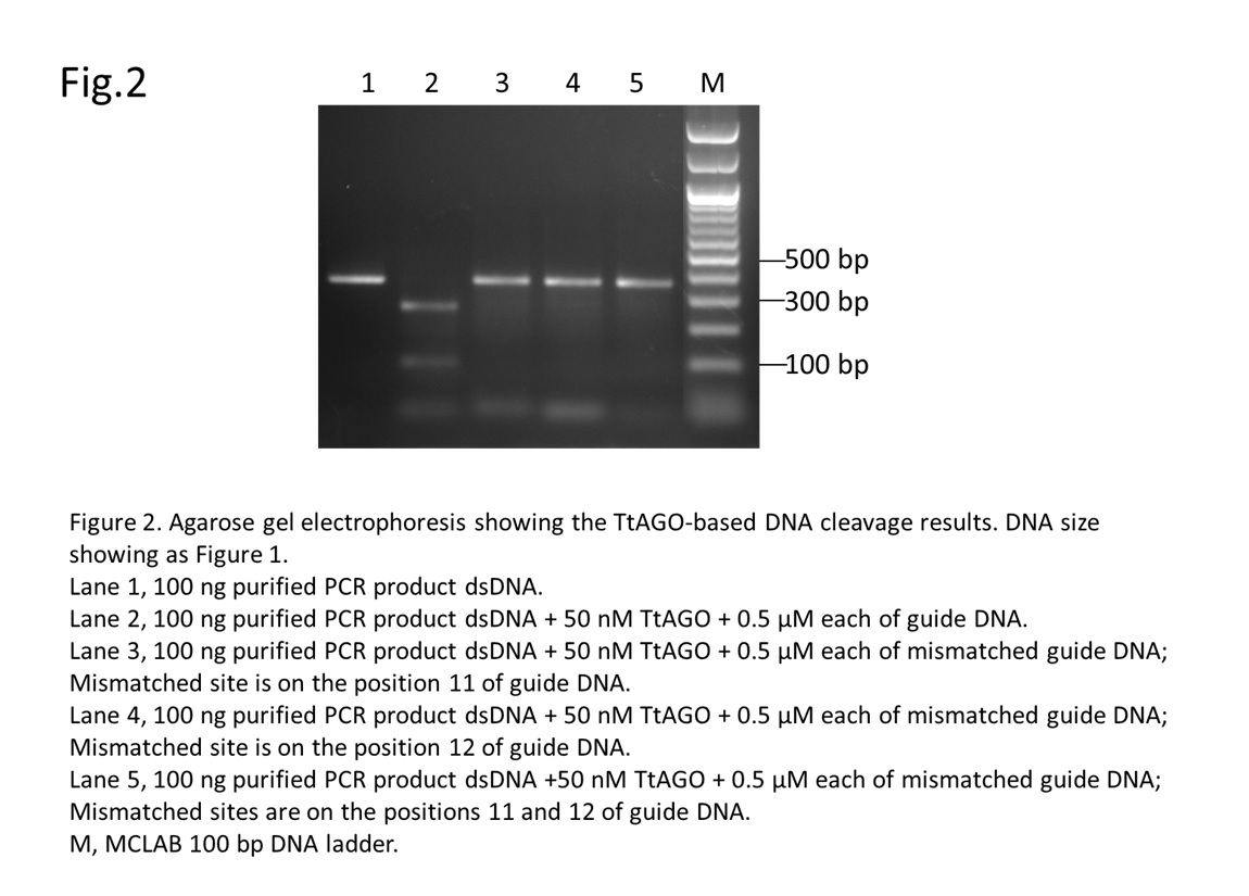  The results of DNA cleavage using TtAGO