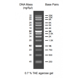 https://www.carolinabiosystems.cz/1001-thickbox_default/discover-dna-ladder-250-10000-bp.jpg