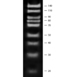 https://www.carolinabiosystems.cz/1002-thickbox_default/10-bp-dna-ladder.jpg