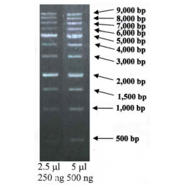 https://www.carolinabiosystems.cz/1004-thickbox_default/1-kb-dna-ladder.jpg