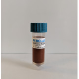 Polylysine Magnetic Beads Puramag™