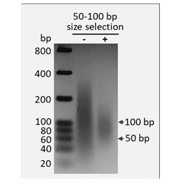 https://www.carolinabiosystems.cz/1395-thickbox_default/dna-size-selection-kit-50-100-bp-magnetic-beads.jpg