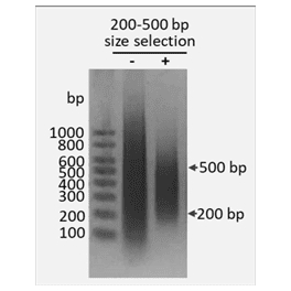 https://www.carolinabiosystems.cz/1398-thickbox_default/dna-size-selection-kit-200-500-bp-magnetic-beads.jpg