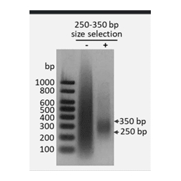 https://www.carolinabiosystems.cz/1401-thickbox_default/librarydna-size-selection-kit-250-350-bp-magnetic-beads.jpg