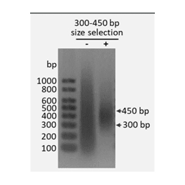 https://www.carolinabiosystems.cz/1403-thickbox_default/librarydna-size-selection-kit-300-450-bp-magnetic-beads.jpg