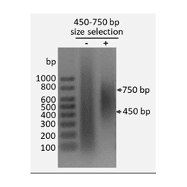https://www.carolinabiosystems.cz/1405-thickbox_default/librarydna-size-selection-kit-450-750-bp-magnetic-beads.jpg