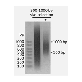 https://www.carolinabiosystems.cz/1407-thickbox_default/dna-size-selection-kit-500-1000-bp-magnetic-beads.jpg