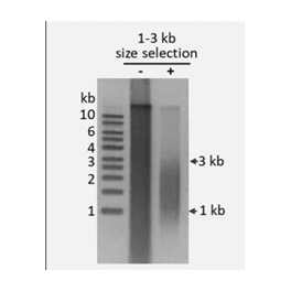 https://www.carolinabiosystems.cz/1409-thickbox_default/dna-size-selection-kit-1-3-kb-magnetic-beads.jpg