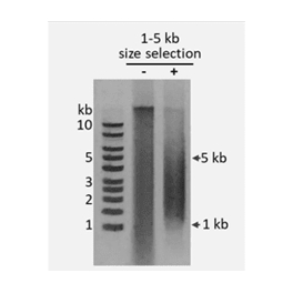 https://www.carolinabiosystems.cz/1411-thickbox_default/dna-size-selection-kit-1-5-kb-magnetic-beads.jpg