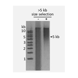 https://www.carolinabiosystems.cz/1413-thickbox_default/librarydna-size-selection-kit-over-5-kb-magnetic-beads.jpg
