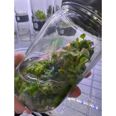 Biocoupler™ Glass Set