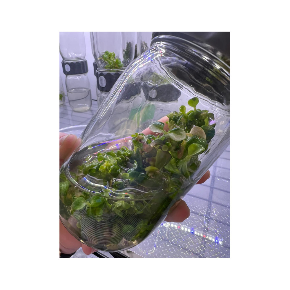 Biocoupler™ Glass Set
