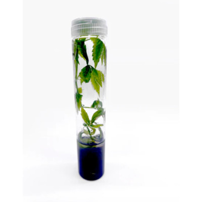 Vented Plant TC Test Tubes