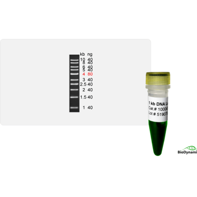 1 kb DNA Ladder