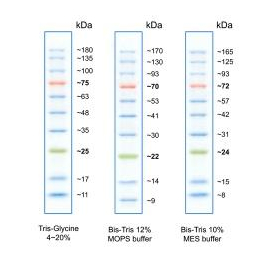 https://www.carolinabiosystems.cz/990-thickbox_default/flash-protein-ladder-10-175-kda.jpg