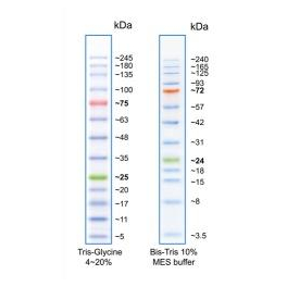 https://www.carolinabiosystems.cz/993-thickbox_default/flash-protein-ladder-10-175-kda.jpg