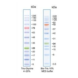 https://www.carolinabiosystems.cz/993-thickbox_default/flash-protein-ladder-35-245-kda.jpg