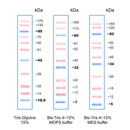 https://www.carolinabiosystems.cz/994-thickbox_default/flash-protein-ladder-10-175-kda.jpg
