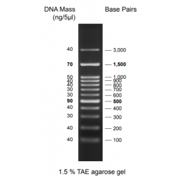 https://www.carolinabiosystems.cz/996-thickbox_default/discover-dna-ladder-100-3000-bp.jpg