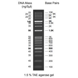 https://www.carolinabiosystems.cz/998-thickbox_default/discover-dna-ladder-100-10000-bp.jpg
