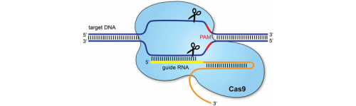 CRISPR/Cas9 systém