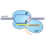 CRISPR/Cas9 system