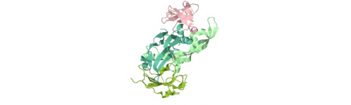 GDF (Growth differentiation factor)