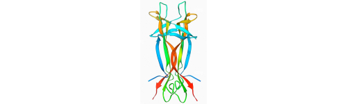 NGF (Nerve growth factor)