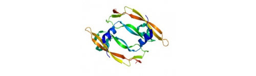 VEGF (Vascular endothelial growth factor)