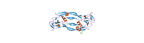 PIGF (Placenta growth factor)