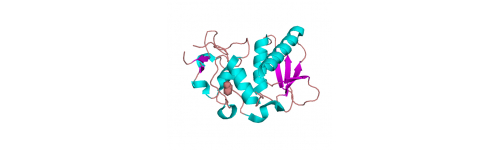 BMP (Bone Morphogenetic Protein)