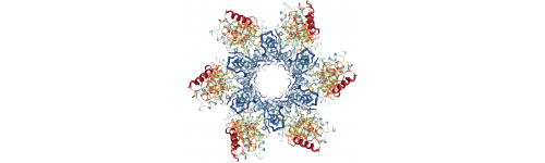 Protein Analysis
