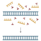 PCR product kits