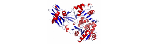Rekombinantní proteiny
