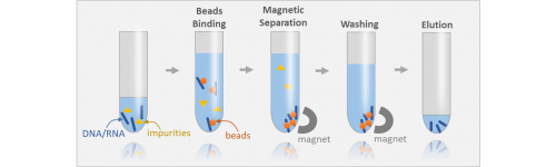 Nucleic acid purification