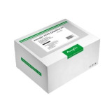 Real-time PCR kity